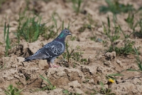 Columba livia (Colombo viaggiatore)
